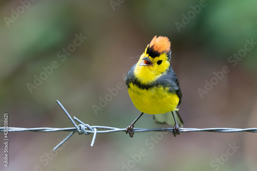Yellow and red songbird Collared Redstart, Myioborus torquatus, sitting on the big leave in Savegre, Costa Rica