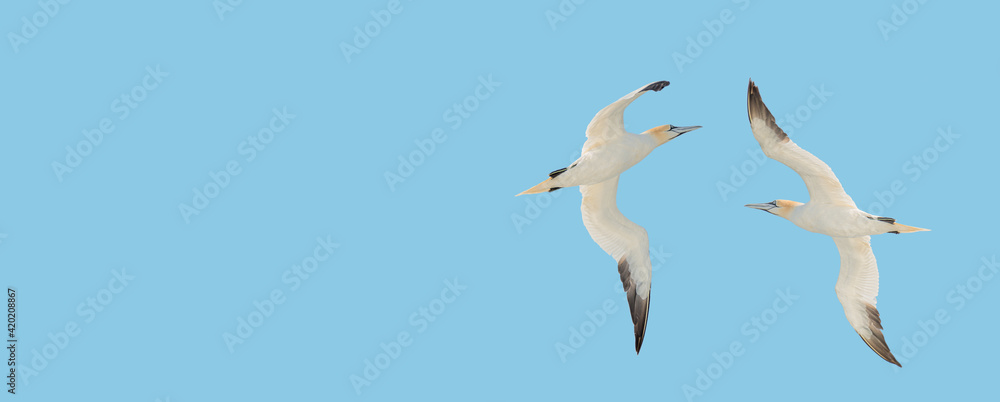 Obraz premium Pair of Northern Gannets dancing in blue sky at solid background with copy space. Concept freedom, love, earth, and nature.