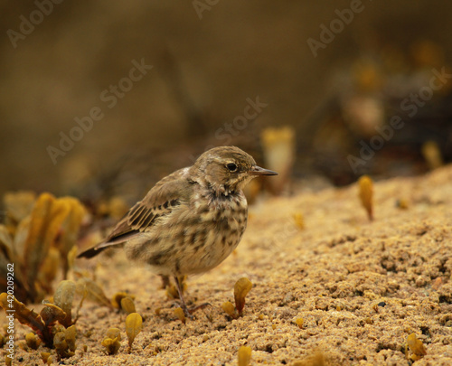 pipit maritime photo