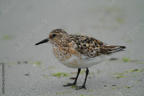 bécasseau sanderling photo