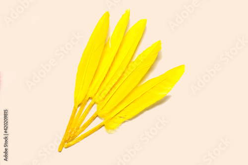 macaw feathers, five yellow feathers on a white background. flat lay