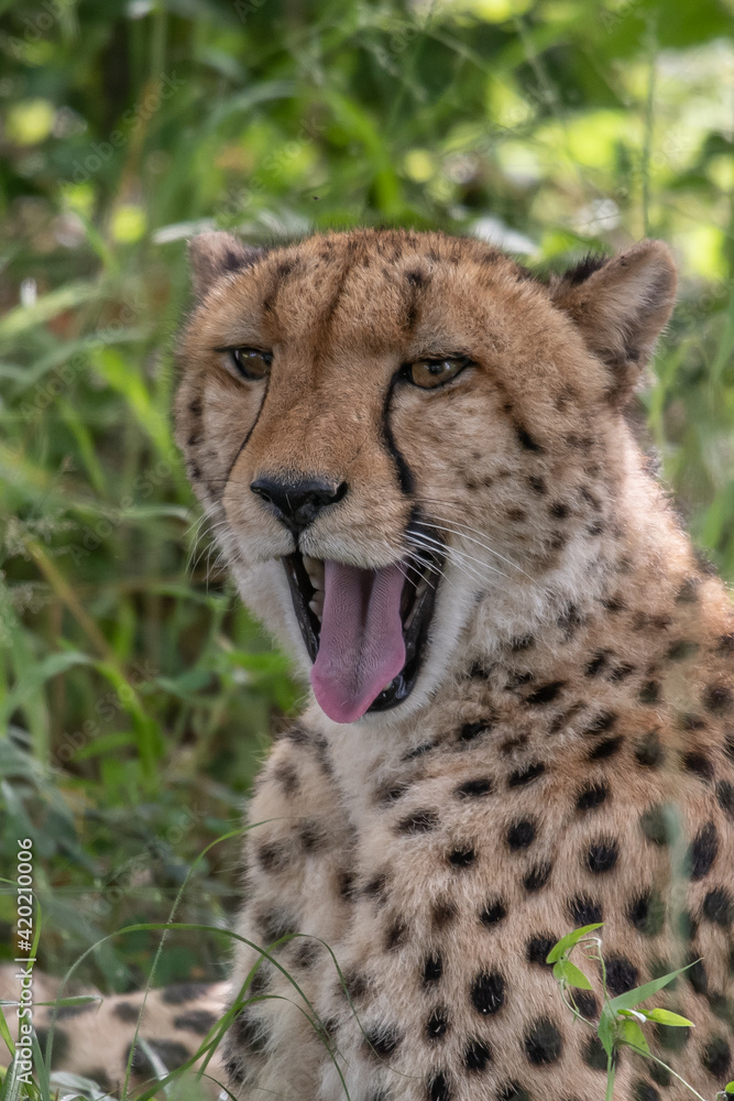 African cheetah, Masai Mara National Park, Kenya, Africa. Cat in nature habitat. Greeting of cats African cheetah, Masai Mara National Park, Kenya, Africa. Cat in nature habitat. Greeting of cats