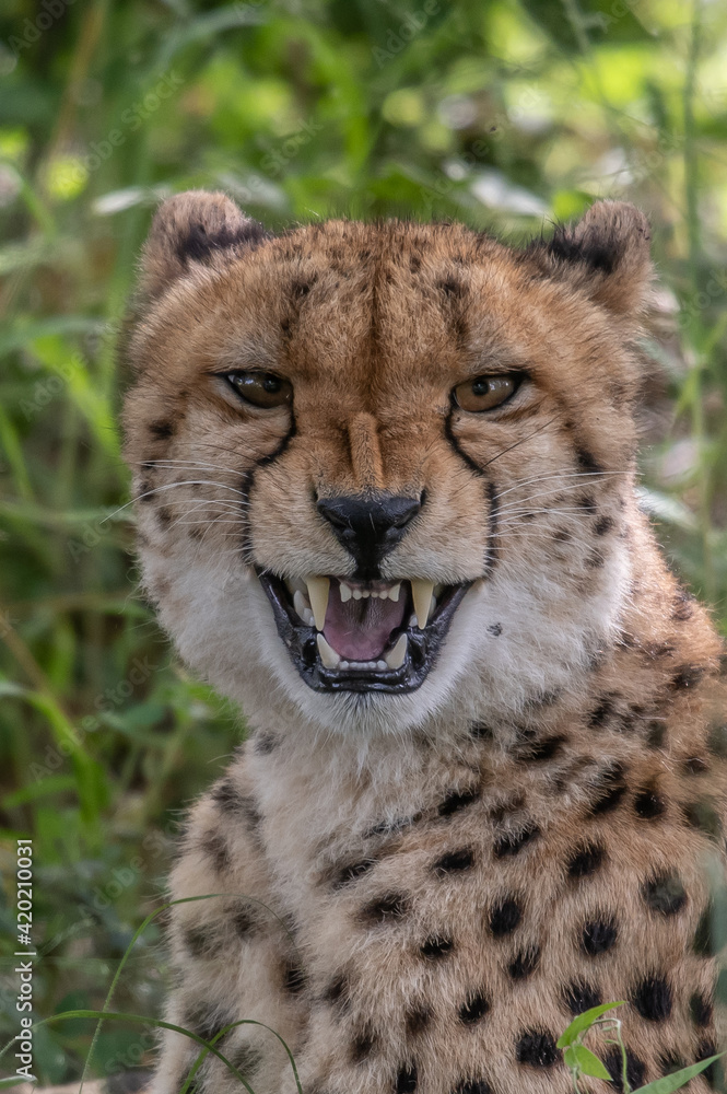 African cheetah, Masai Mara National Park, Kenya, Africa. Cat in nature habitat. Greeting of cats African cheetah, Masai Mara National Park, Kenya, Africa. Cat in nature habitat. Greeting of cats