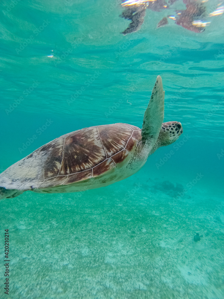 Obraz premium Green sea turtle at the maldives seen while diving and snorkeling underwater with the great turtle animal