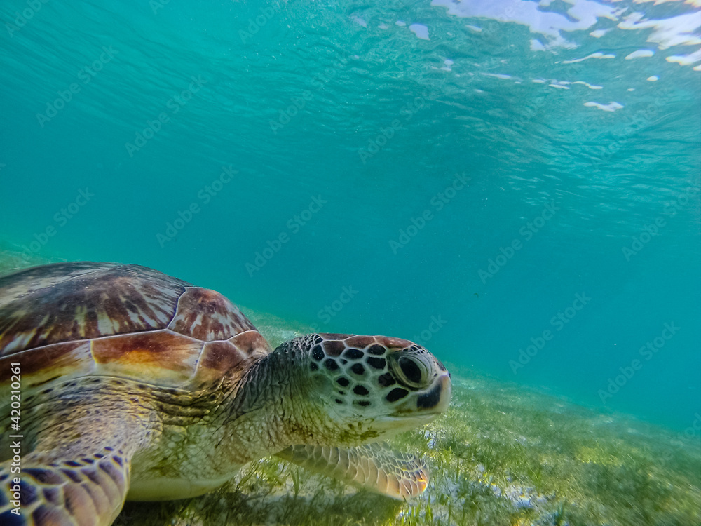 Fototapeta premium Green sea turtle at the maldives seen while diving and snorkeling underwater with the great turtle animal