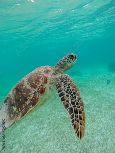 Green sea turtle at the maldives seen while diving and snorkeling underwater with the great turtle animal