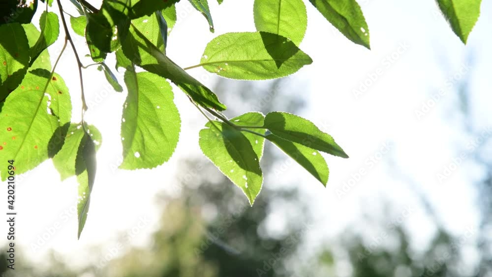 Green leaves with signs of rust fungus sway in the wind in the backlight Green leaves with signs of rust fungus sway in the wind in the backlight