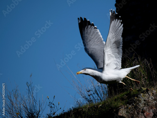 Yellow Legged gull in flight on the ancient buildings of the Roman Forum, Rome, Italy.
Gabbiano reale in decollo tra le rovine del Foro Romano. photo