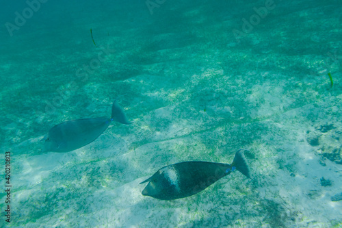 Fish underwater in the Maldives © Christian