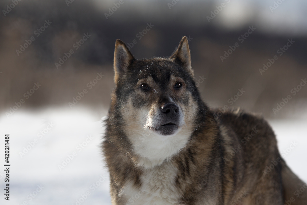 Obraz premium wolf in snow