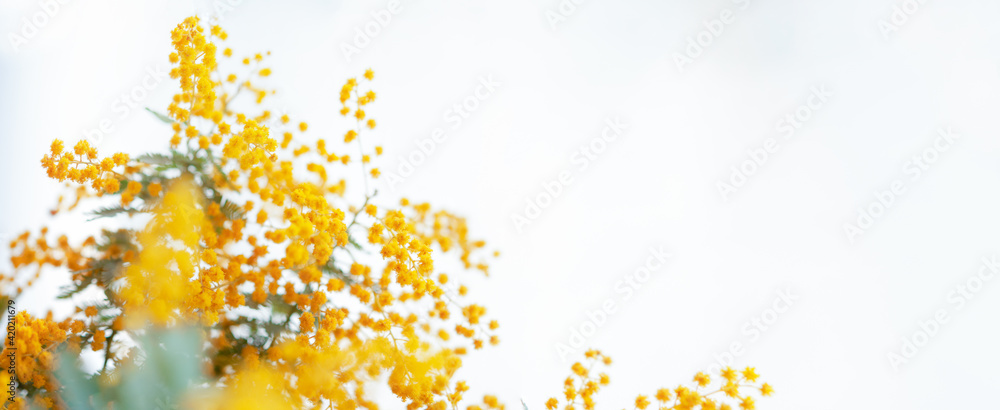 ミモザの鮮やかな黄色の花 パノラマ 右側にコピースペース 白背景 日本