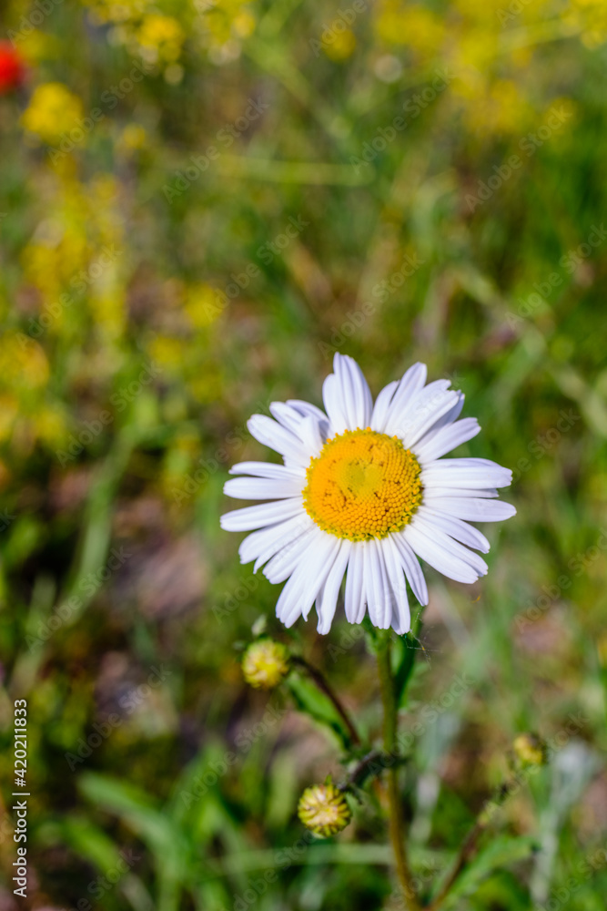 Obraz premium Blumenwiese