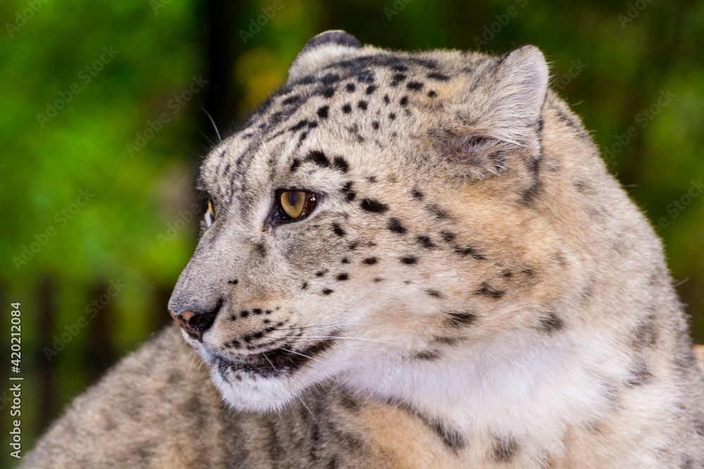 Portrait of an old snow leopard with rocks Portrait of an old snow leopard with rocks