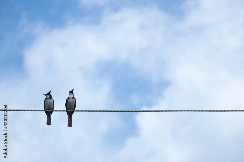 birds on a wire with sky as background birds on a wire with sky as background