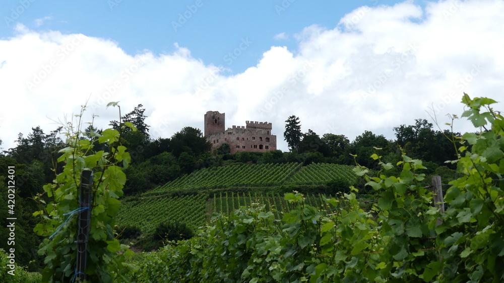 Burg von Kintzheim in den Weinbergen des Elsass, Frankreich