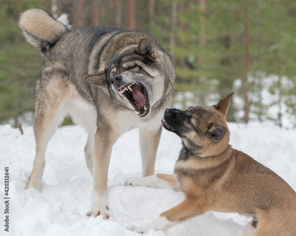 East siberian laika puppy and west siberian laika are playing in snowy forest