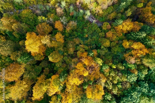 Canvastavla Foresta autunnale DJI