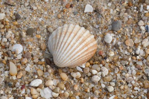Seashells in the sand with pebble texture