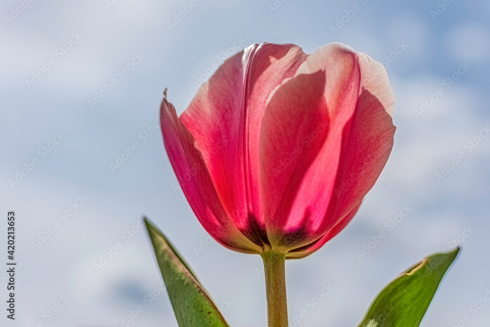 Pink tulip flower against blue sky