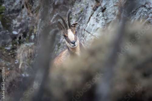 Old Male Chamois