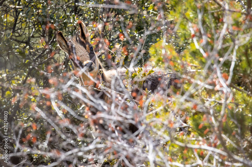 Chamois' calf