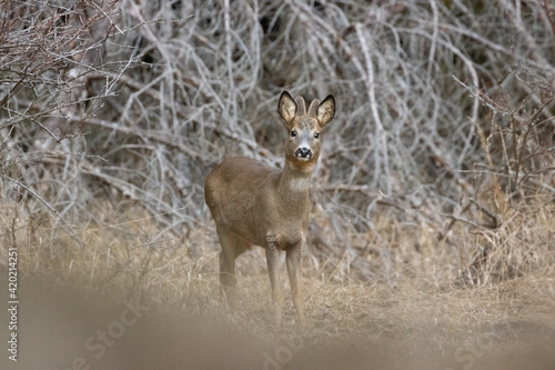Young Roe deer
