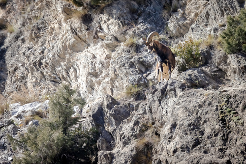 Mouflons in the mountain