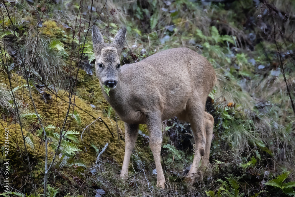 Female roe deer eating under rain Female roe deer eating under rain