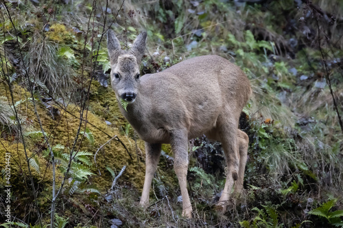 Female roe deer eating under rain