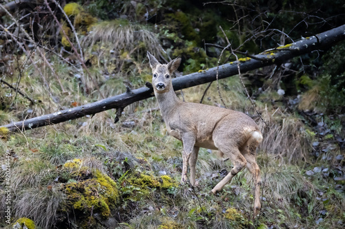 Female roe deer eating under rain