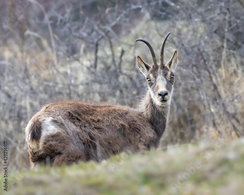 Old female chamois