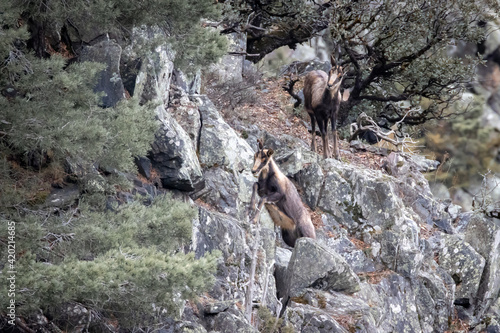 young chamois' in the mountain