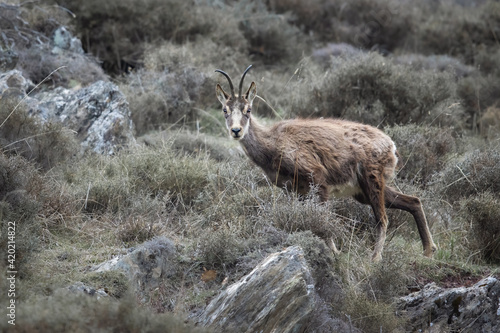 Old female chamois