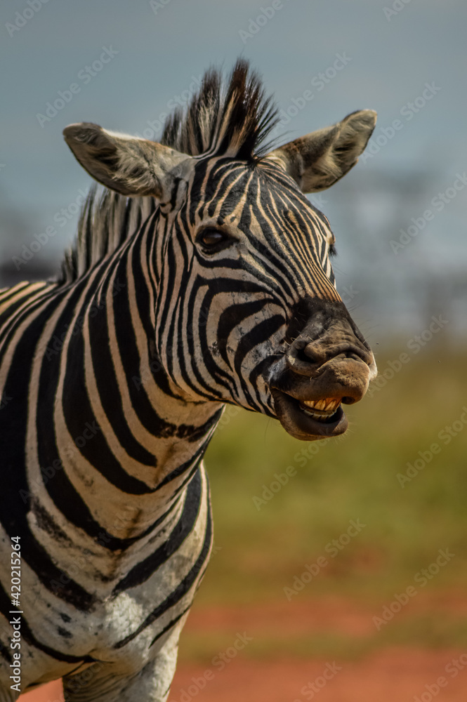 Naklejka premium Cape Burchell's zebra in game reserve in South Africa