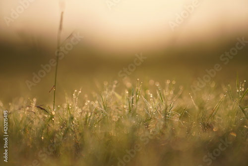 Early Morning Dew Drops on Grass - Golden Hour Sunrise, Abstract Blurred Background