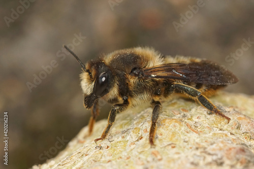 Closeup of a female leafcutterbee from Gard , France , Megachile pyrenaica