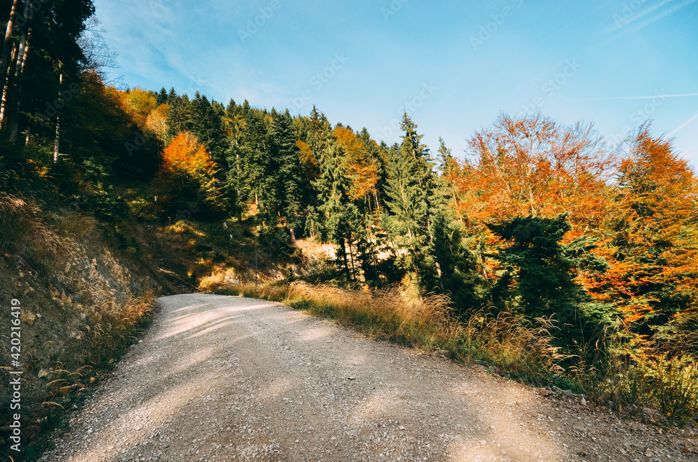 Obraz premium Waldlandschaft