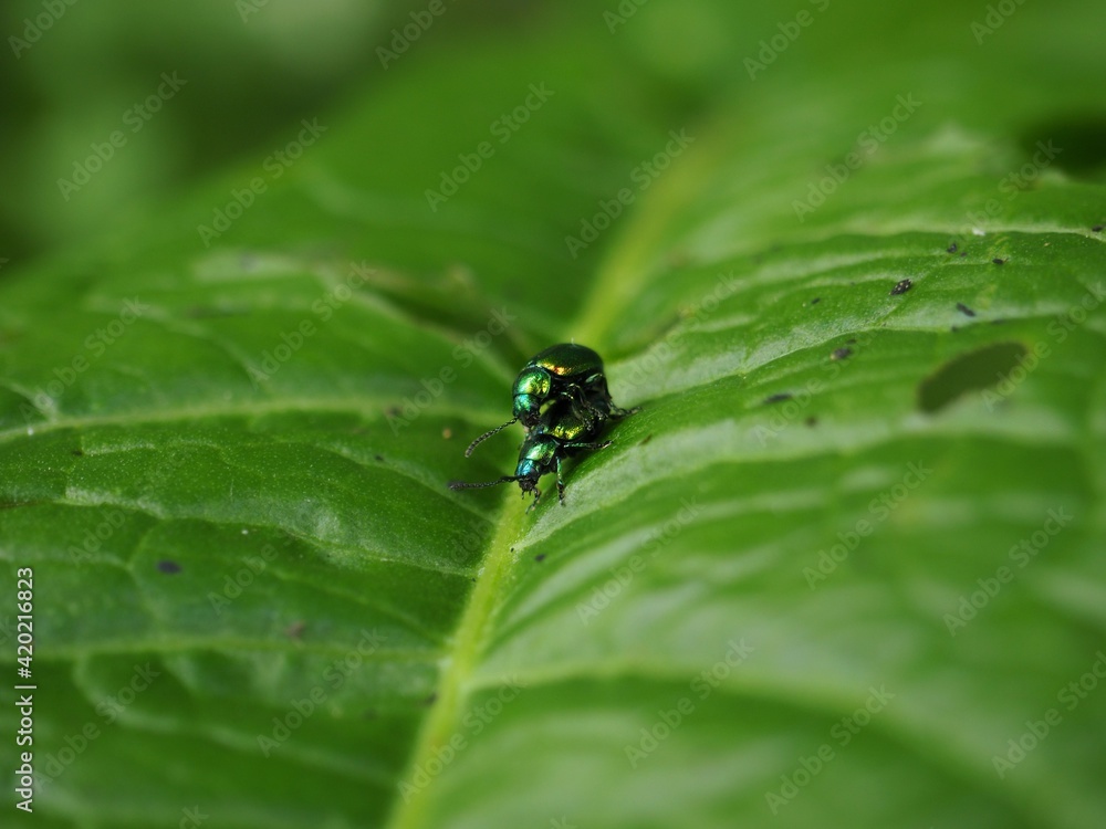 Two bugs are copulating on a green leaf Two bugs are copulating on a green leaf
