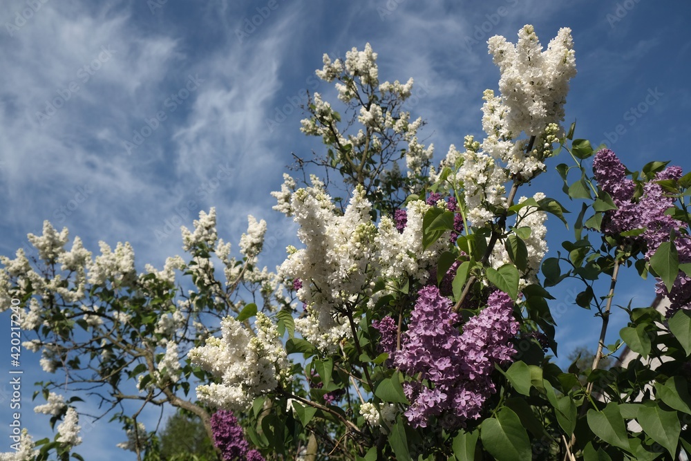 Beautifully blooming white and purple lilac against the background of a blue sky Beautifully blooming white and purple lilac against the background of a blue sky