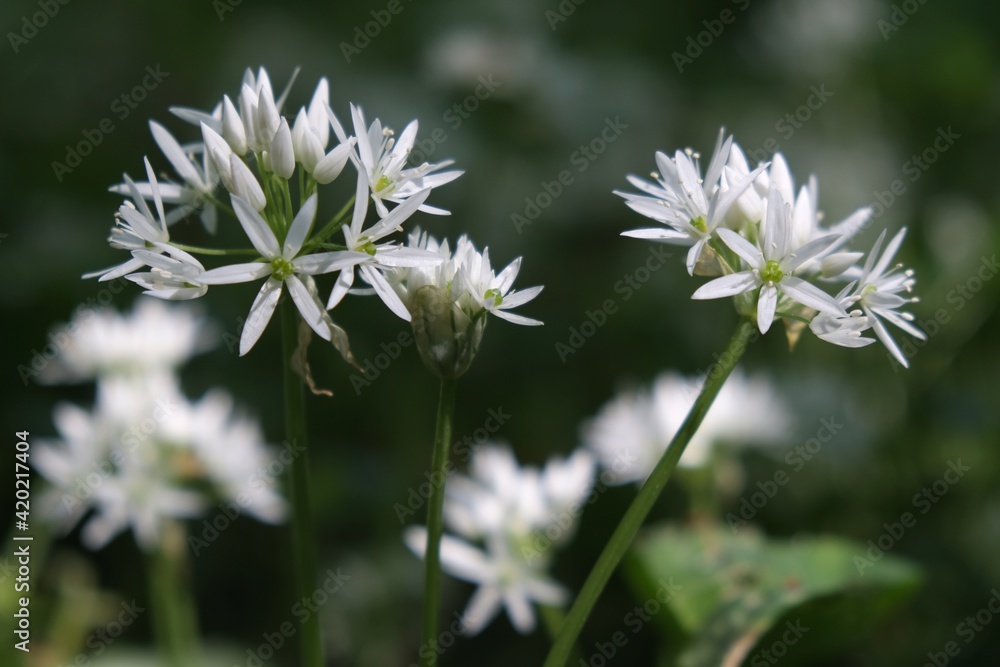 Blooming Allium ursinum, known as wild garlic, ramsons, buckrams, broad-leaved garlic, wood garlic, bear leek or bear's garlic. It is edible plant. Blooming Allium ursinum, known as wild garlic, ramsons, buckrams, broad-leaved garlic, wood garlic, bear leek or bear's garlic. It is edible plant.