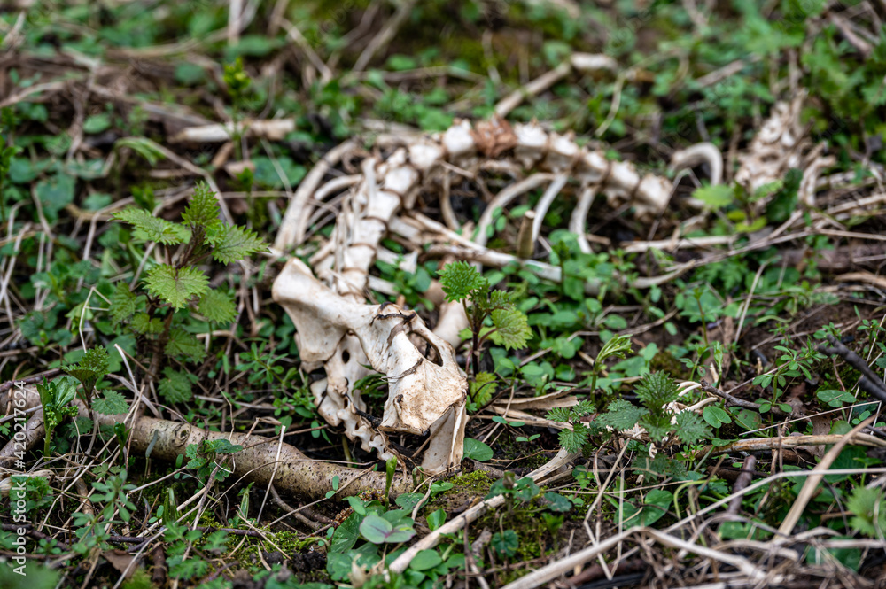 Muntjac deer spinal skeleton, hip bone and ribs