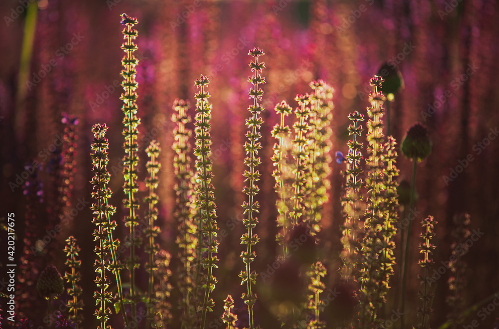 Obraz premium Exotic flowers Bistort Mountain Fleece or Persicaria Amplexicaulis