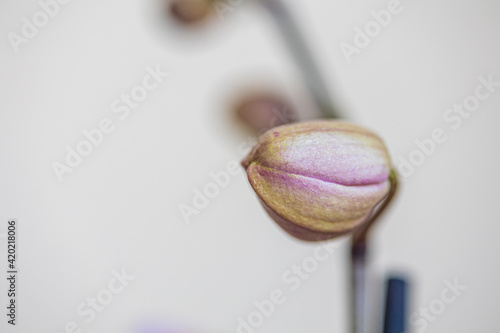 Bud of pink orchid flowers on twigs, houseplant on light warm blurred bokeh background. Macro. Place for text