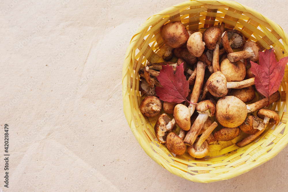 Fototapeta premium autumn mushrooms honey agarics in a wicker plate