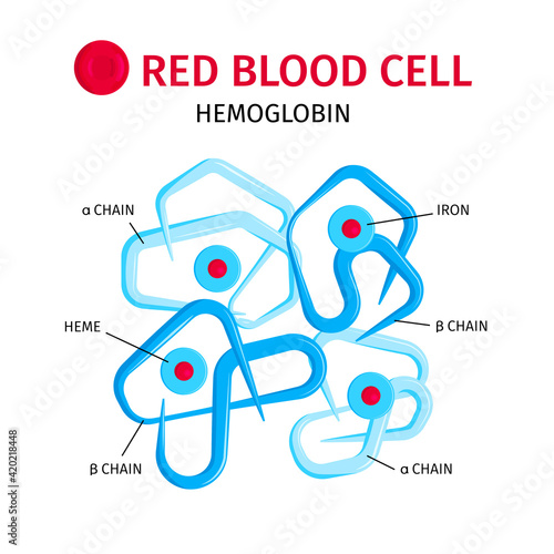 Blood Cells Hemoglobin Infographics