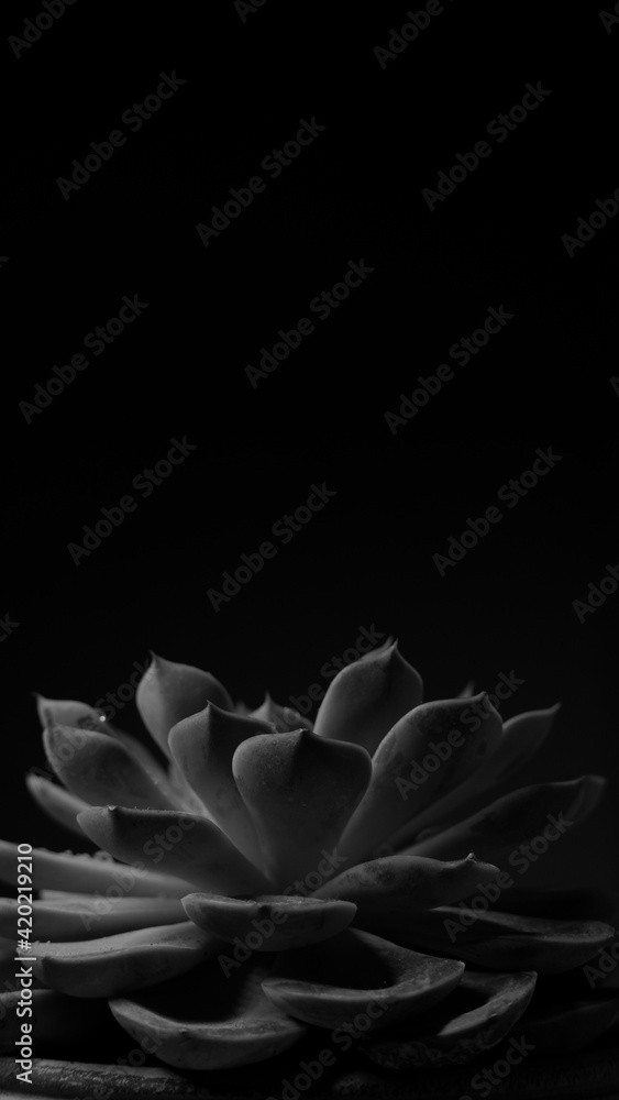 Succulent plant with water drops on a dark background. Black and white photo. Home plant. The fleshy leaves of the plant in drops of water. Home plant on a dark background. - obrazy, fototapety, plakaty 