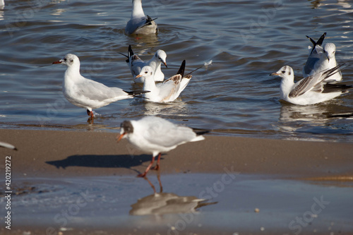seagulls on the beach on the baltic sea