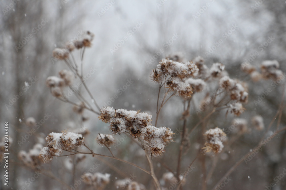 snow-covered branches of thorns on a blurry background