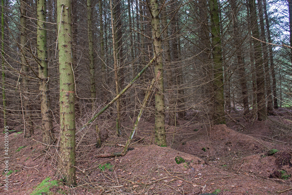 Obraz premium Landscape scene through rural woodland forest in winter