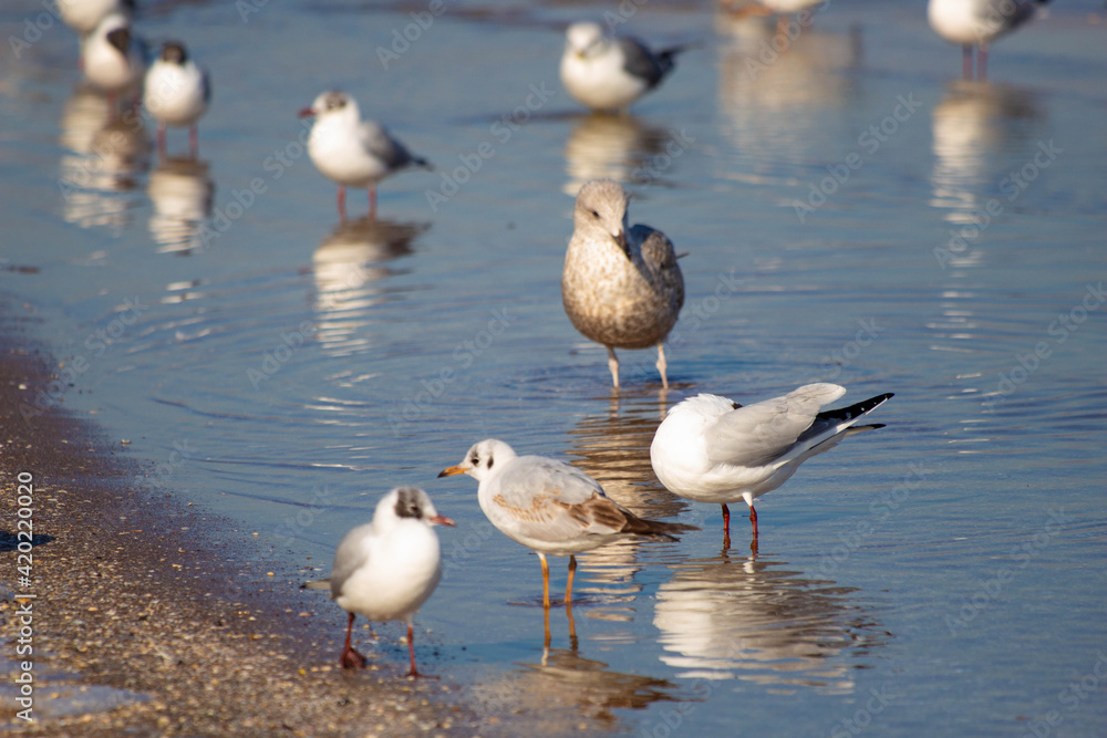 seagulls on the beach on the baltic sea seagulls on the beach on the baltic sea